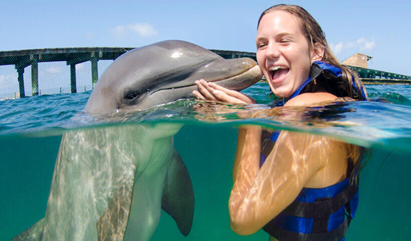 Dolphin Interactions