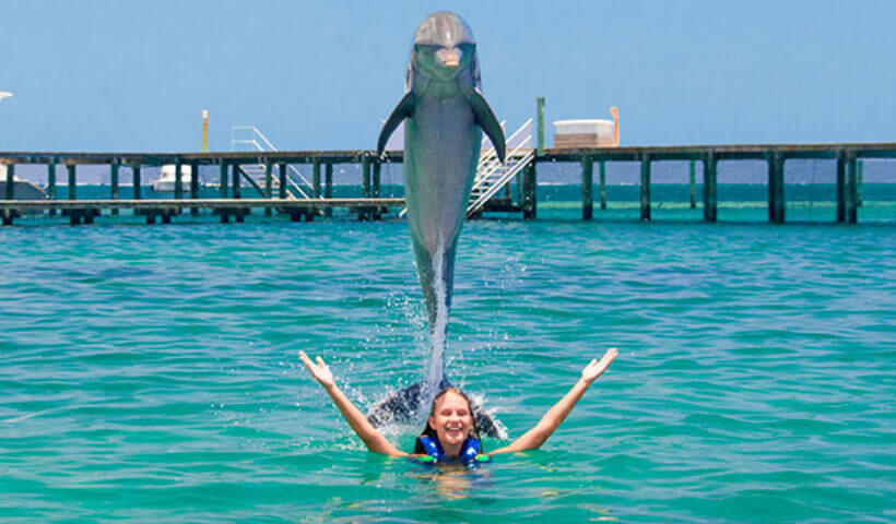 Swimming with 2 Dolphins