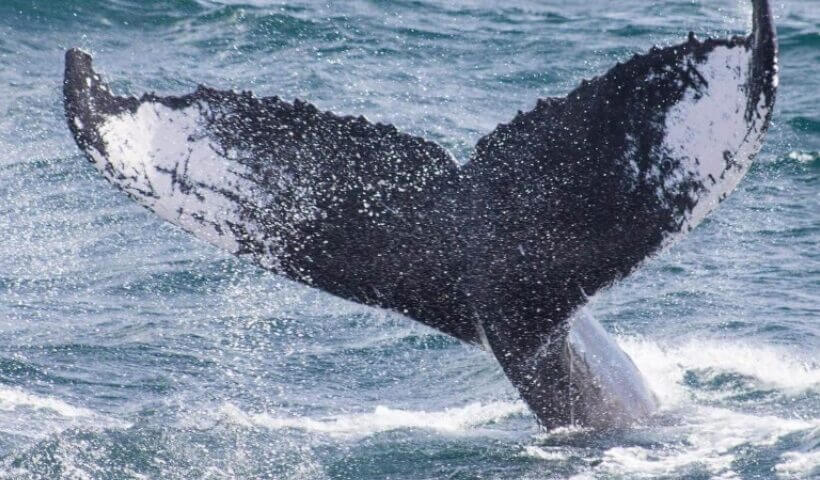 Whale Watching in Samana